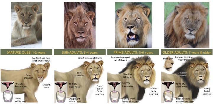 How To Age A Lion Panthera How To Age A Lion Panthera